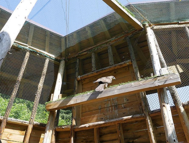 Витоша стана дом на три спасени птици