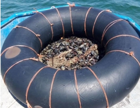 Риболовни инспектори установиха незаконен улов на рапани, черна и бяла пясъчна мида