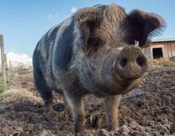 Стопаните на унищожените прасета ще бъдат компенсирани за финансовите си загуби