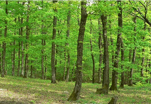 Забраниха достъпа и движението на територията на бургаското горско стопанство