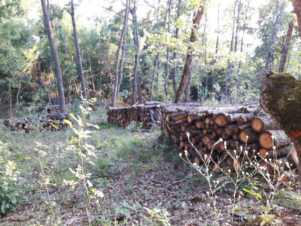 Цигани бракониери пребиха горски служител в Шабла