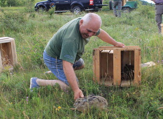Ловци разселват в Шуменско диви зайци и яребици