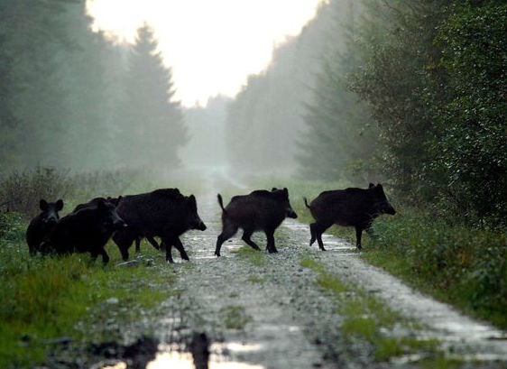ЗАРАЗА: В цяла Европа зачестяват случаите на африканска чума по свинете
