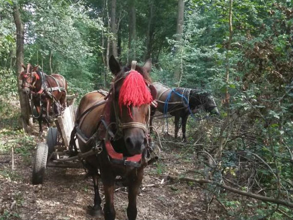 22 каруци и 6 МПС-та са иззели за 6 месеца горските в Югозападна България