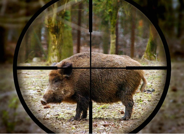 Забраниха лова на дива свиня в инфектираните зони