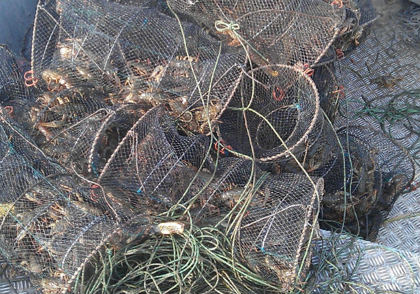 Риболовни инспектори иззеха 27 броя кошове за раци