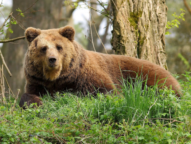 Ловец гръмна с един изстрел  240-килограмова мечка