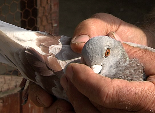 Оголени жици убиват спортни гълъби в село Крушевец