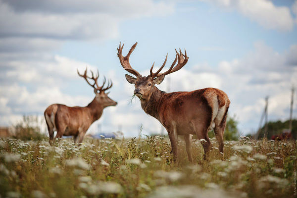 Заради брачния сезон на елените спират достъпа до ловните райони в ДЛС „Чепино"