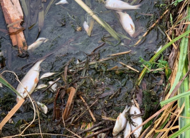 В язовир „Пчелина“ и река Струма плува умряла риба