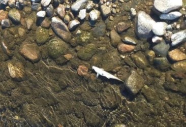 Екоинспектори установиха умряла риба в река Стряма