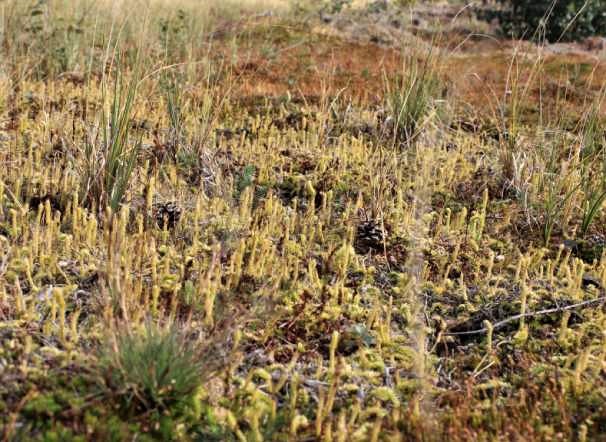 Най-голямата популация на блатен плаун в Родопите е стабилна