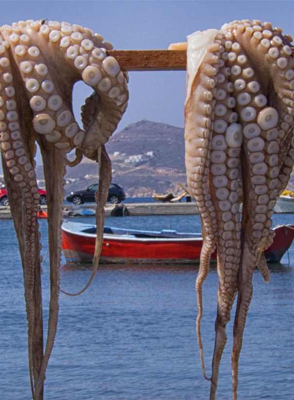 Български рибари прескачат до Бяло море, за да ловят октоподи