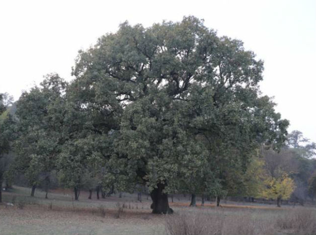 77 са вековните дървета на територията на РИОСВ-Русе