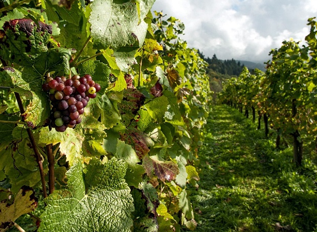 Нова мярка за лозаро-винарския сектор: „Събиране на реколтата на зелено“