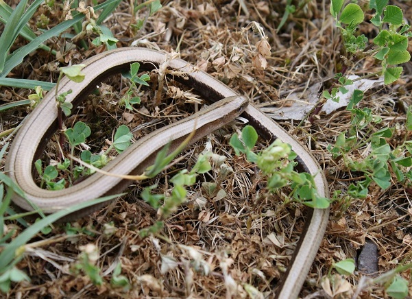 Бургаски биолог: Хората често бъркат безкраките гущери със змиите