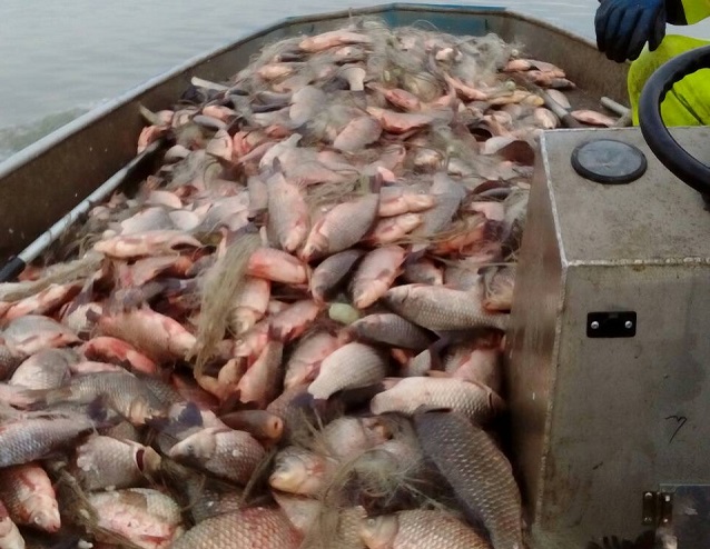 Над половин тон незаконно уловена риба засякоха на язовир Мандра