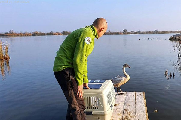Лебед с дълбока рана на шията се върна след лечение в езеро Вая