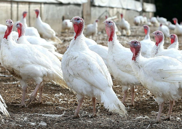 Цената на пуйките в Родопите хвръкна преди празниците