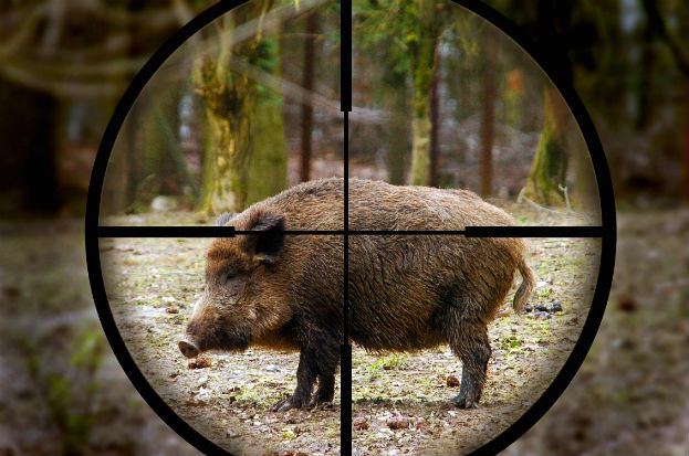 Удължава се срокът за групово ловуване на дива свиня