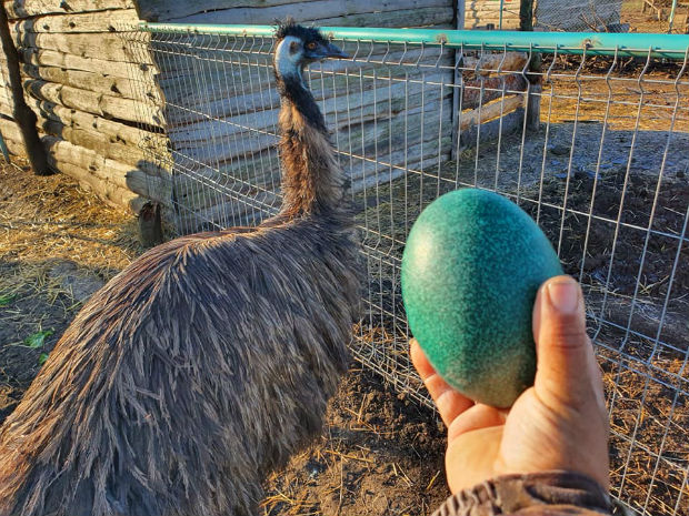 Ему снесе тюркоазено яйце в бургаския зоопарк