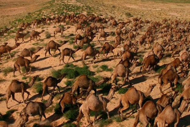 Избиват камилите в Австралия, търсели вода и храна, правели бели