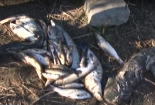 Не ловете риба от река Марица. Там още е мръсно