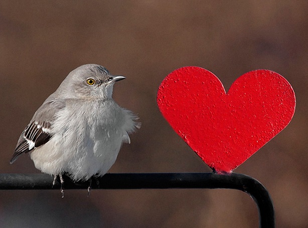 Как в Деня на влюбените можем да надникнем в бъдещето, наблюдавайки птиците