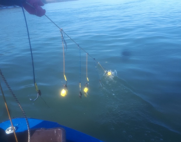 Извадиха от река Дунав незаконни риболовни уреди