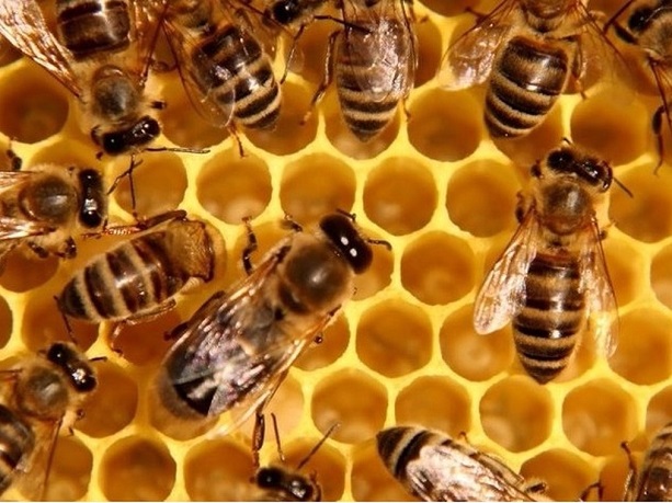 Дават старт на новата Национална програма по пчеларство