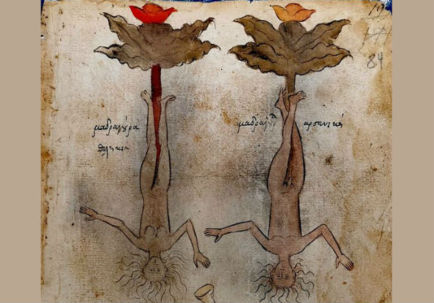 Мандрагора – растението с корени като човешко тяло