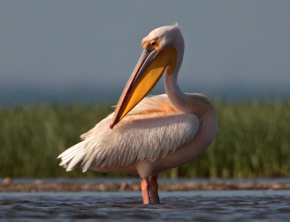 Бургаски екоинспектори: Няма изядени от хора розови пеликани
