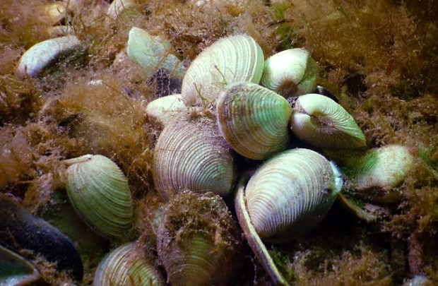 Ще проучват запасите от бели миди в българската акватория на Черно море
