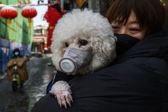 Домашно куче се зарази в Хонгконк от коронавирус