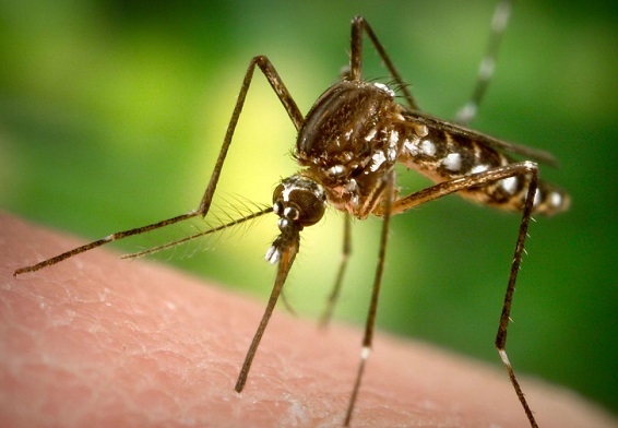 Още милион и половина дават за борба с комарите