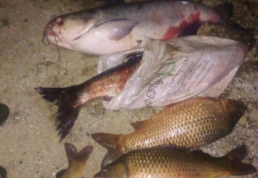 На язовир Жребчево спасиха огромно количество уловени от бракониери трофейни риби