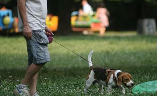 В Поморие: Разходките с кучета само в определен часови пояс!