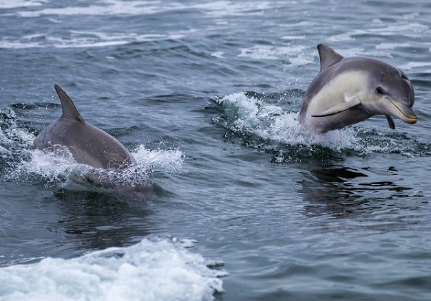 Делфини отмъкнаха заргана под носа на поморийските рибари