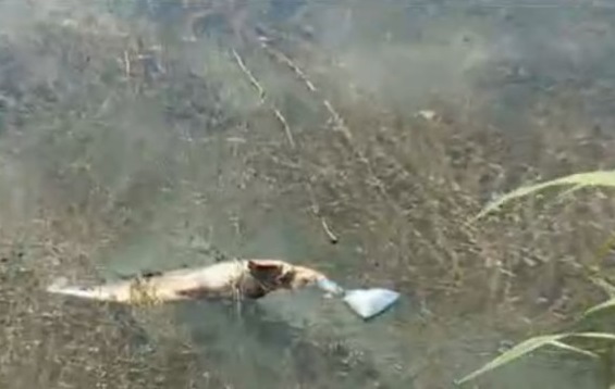 Мъртви сомове изплуваха в езерото край русенското село Щръклево
