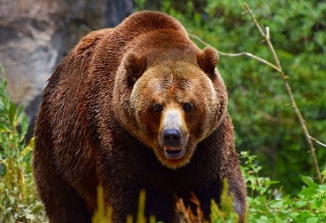 23 сигнала за щети от кафява мечка в Смолянско през май