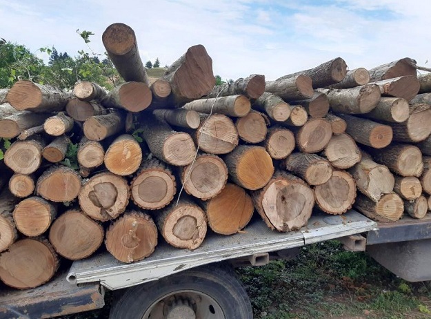 Камиони с незаконна дървесина кръстосват България