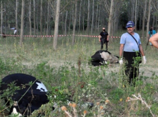 Водата, която са пили умрелите край Димитровград крави - с над 50 пъти наднормени нитрати