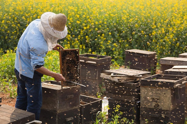 Започна изплащането на финансовата помощ за пчеларите