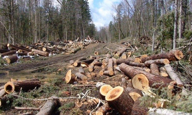 Прокуратурата започна проверка за незаконната сеч на над 980 дървета край Разлог