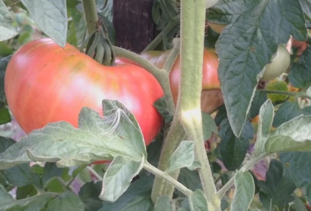 Нараства търсенето на български домати