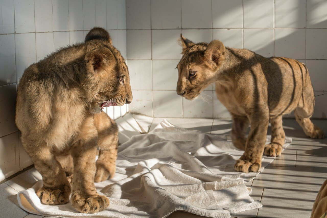 PETA призовава за незабавно прекратяване на живота в плен в зоопарковете