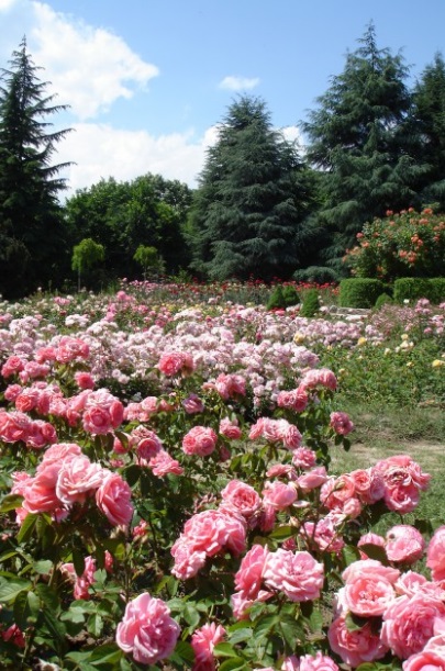 Има ли опасност да погинат защитените растения в Ботаническта градина във Варна