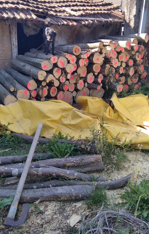 Над 200 кубика незаконни дърва за огрев откриха в еленското село Майско