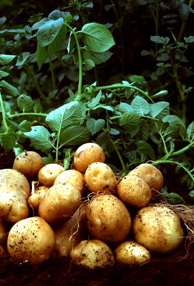 И празникът на картофа в Клисура падна в жертва на коронавируса