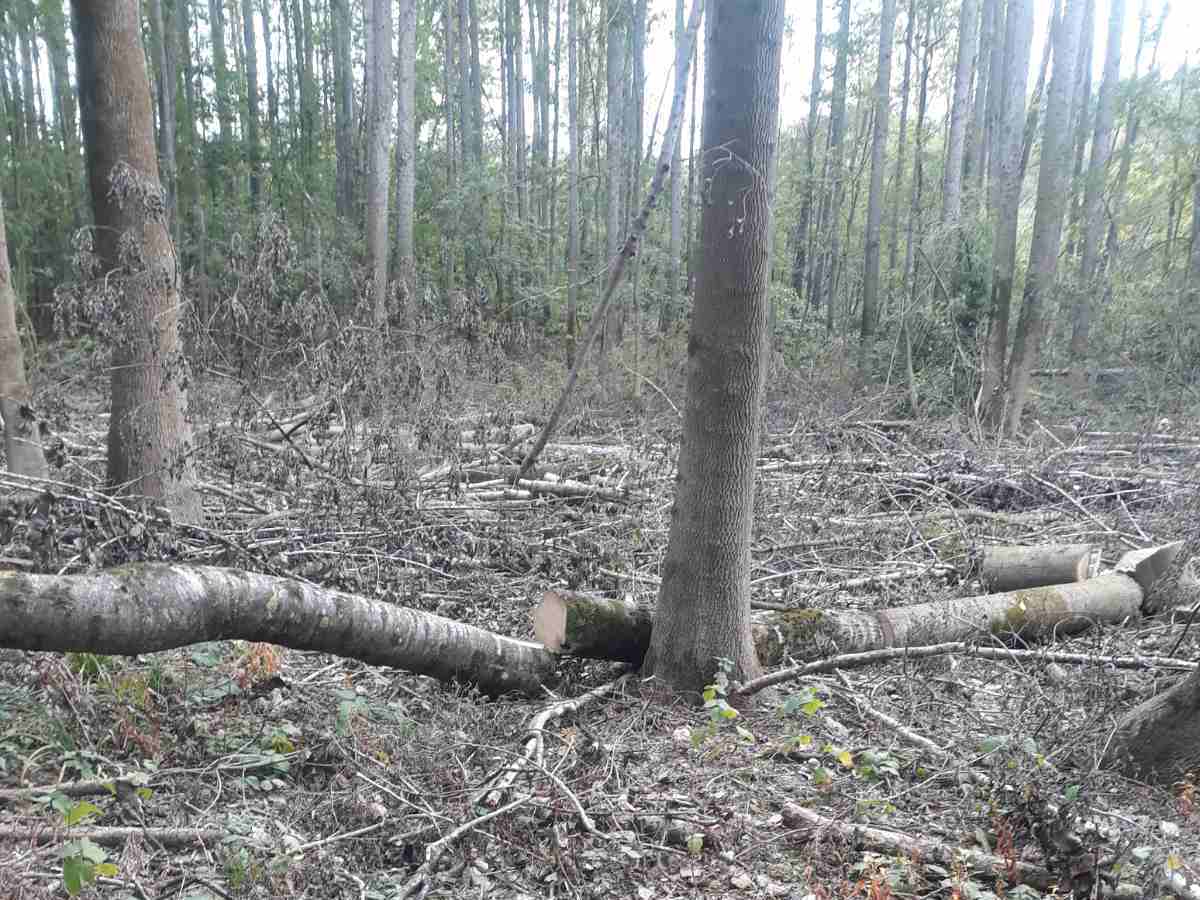 РДГ-Бургас установи 30 незаконно отрязани тополи край Резово